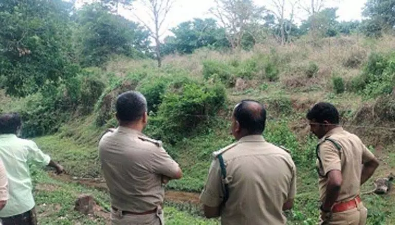 वायनाड के पुलपल्ली में संदिग्ध बाघ के हमले में दो बछड़ों की मौत हो गई