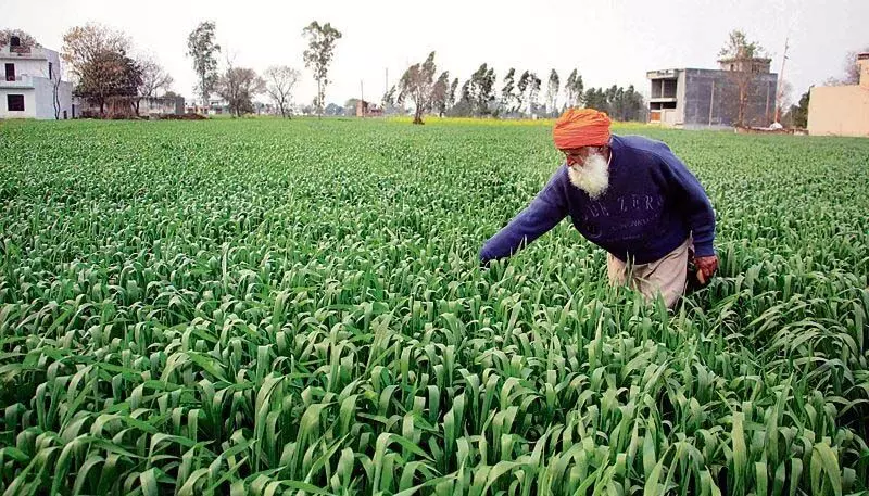 सुप्रीम कोर्ट ने एमएसपी याचिका पर केंद्र, पंजाब, हरियाणा, पीएयू को नोटिस दिया