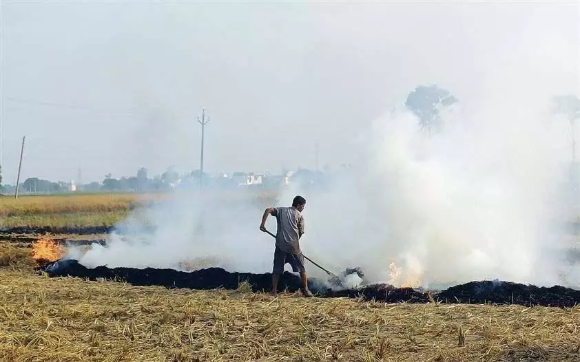 पंजाब में चारे की कीमत में बढ़ोतरी के बीच खेतों में आग लगने की घटनाएं आधी हुईं