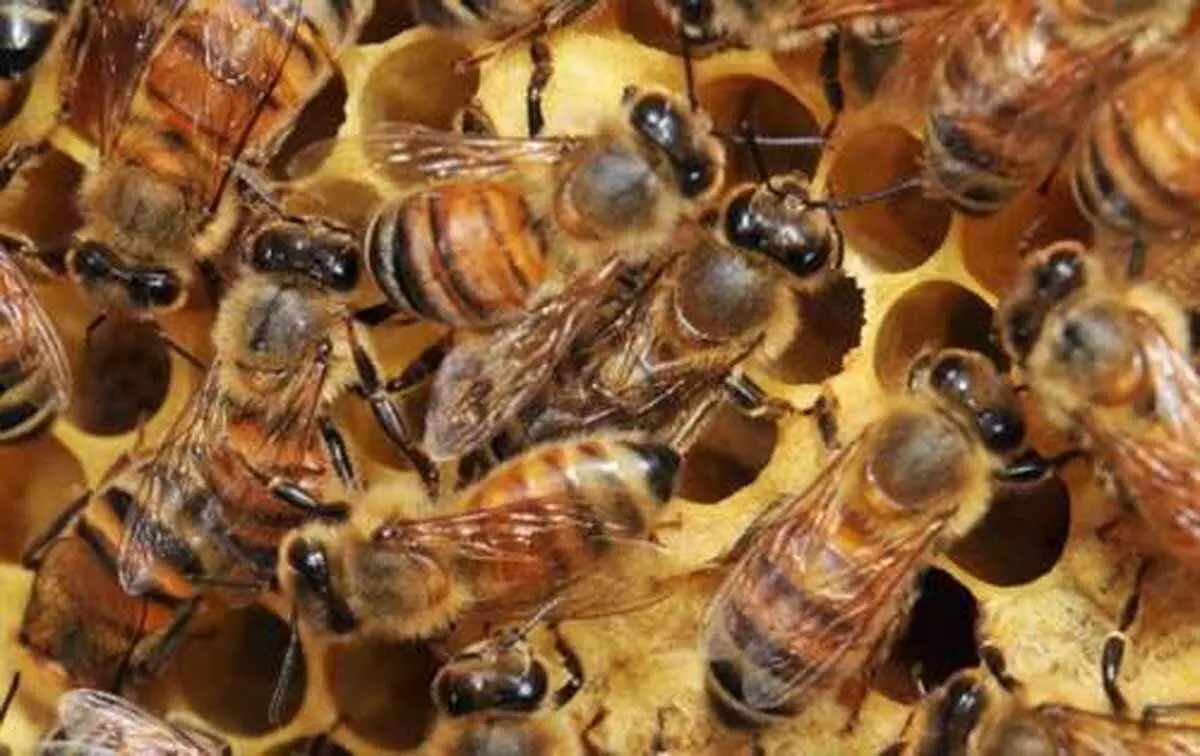 हाउसिंग बोर्ड कॉलोनी में मधुमक्खियों ने मचाया उत्पात, बच्चे और महिलाएं घायल
