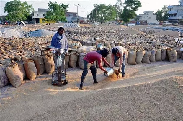 अमृतसर जिले में गेहूं की आवक 3 लाख मीट्रिक टन के पार