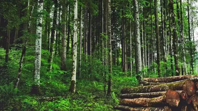 असम के सीमावर्ती जंगलों को अनुपातहीन वृक्ष आवरण हानि का सामना करना पड़ रहा