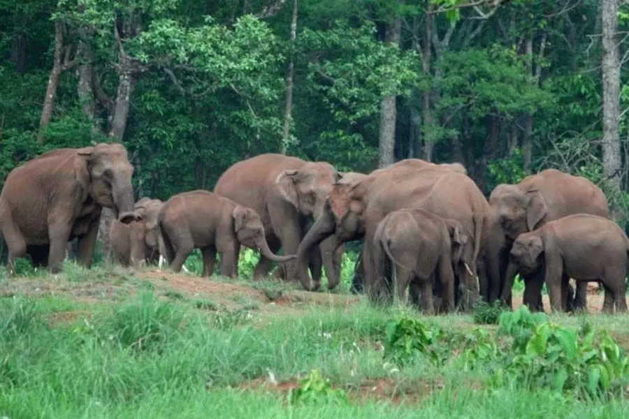 अलीपुरद्वार जिले में हाथी के हमले में एक महिला की मौत, एक अन्य गंभीर रूप से घायल