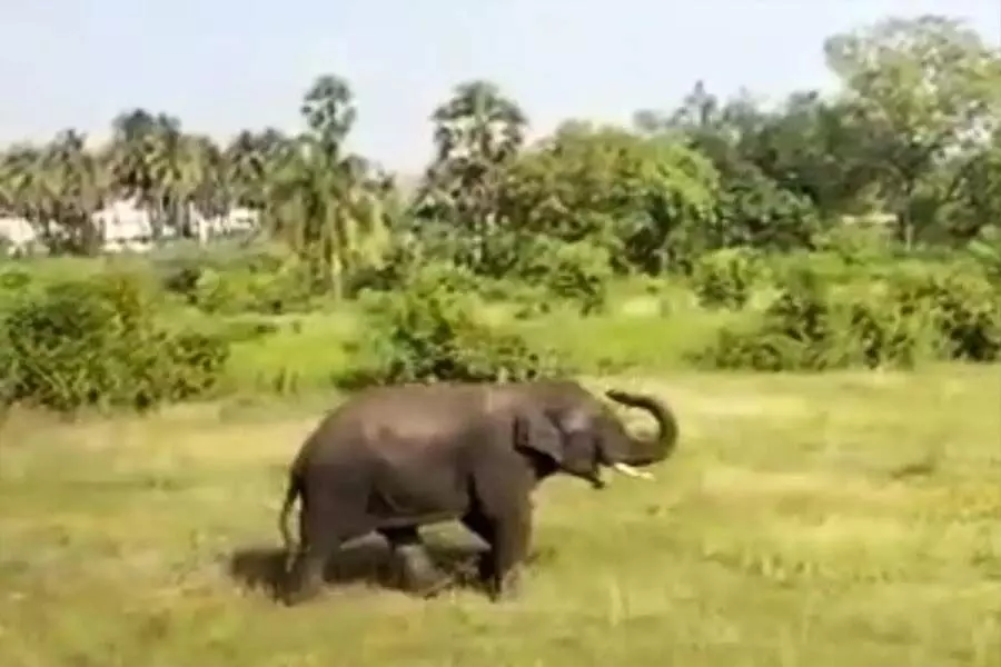 तमिलनाडु सरकार की समिति ने राज्य में 42 हाथी गलियारों की पहचान की
