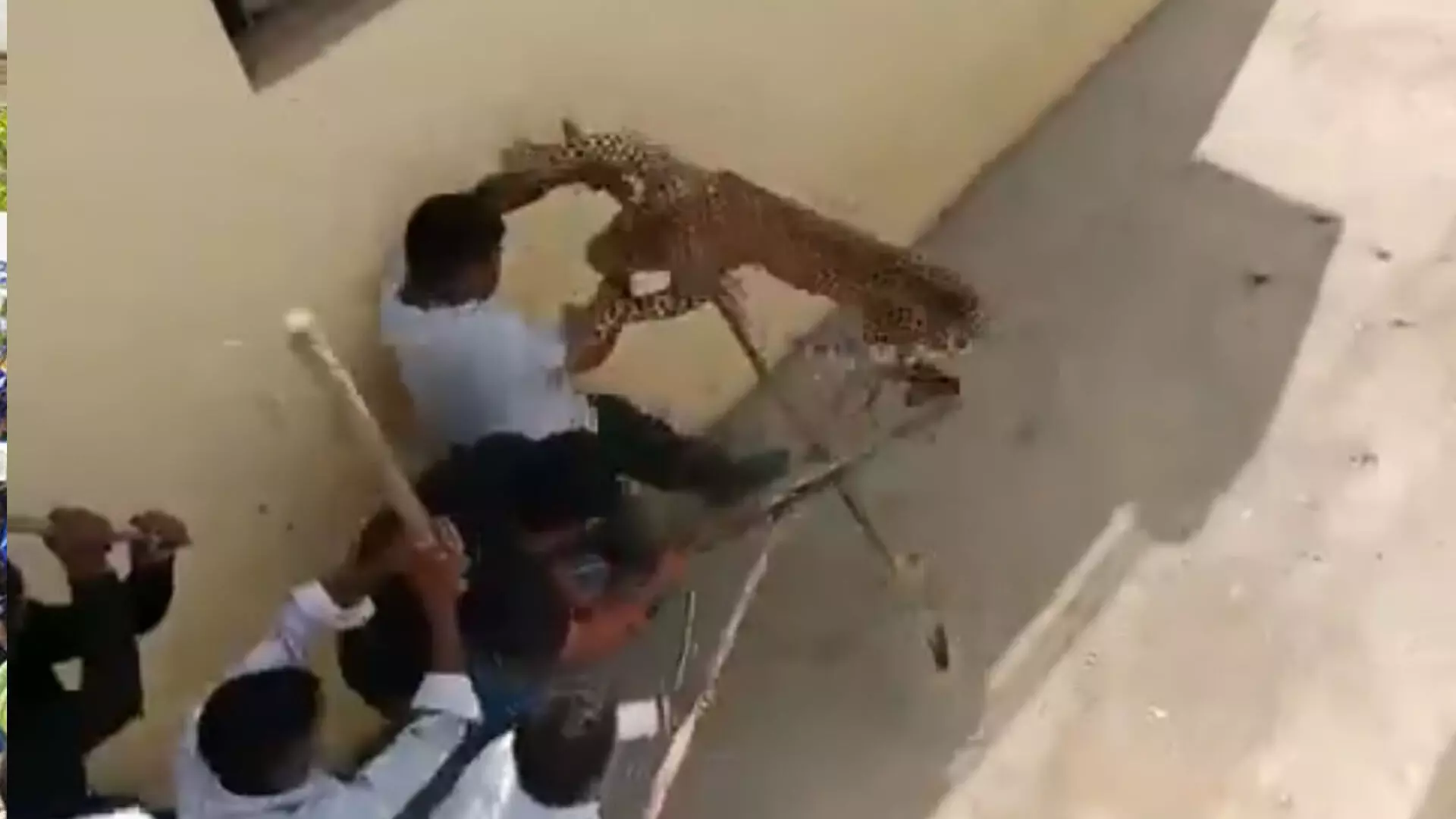हाथों में लाठी लिए लोगों पर झपटा तेंदुआ, देखें हमले का LIVE VIDEO...
