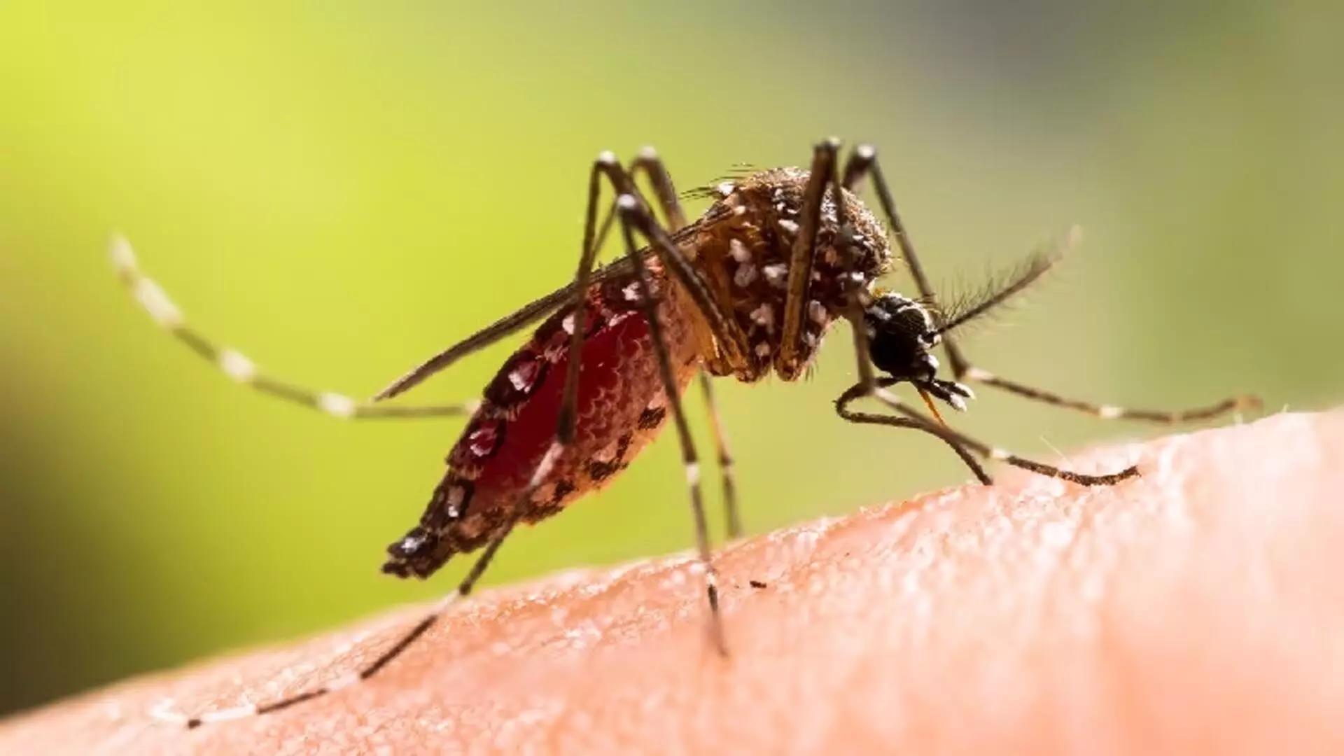 उत्तराखंड में लगातार बदलते मौसम में अब डेंगू और चिकिनगुनिया का बढ़ा  खतरा
