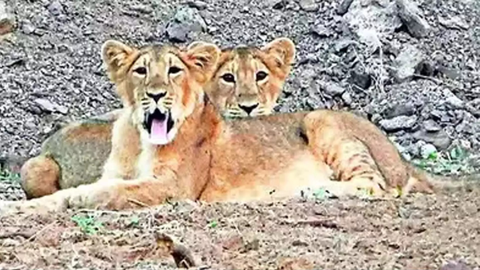 एशियाई शेर नए क्षेत्रों जामनगर को अपना नया क्षेत्र बनाया