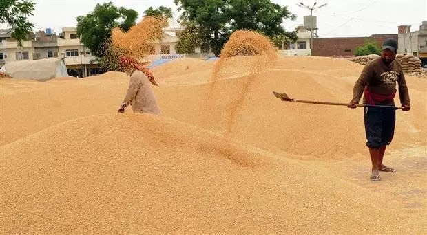 उपार्जित गेहूँ का समय पर उठाव सुनिश्चित करें: अधिकारी