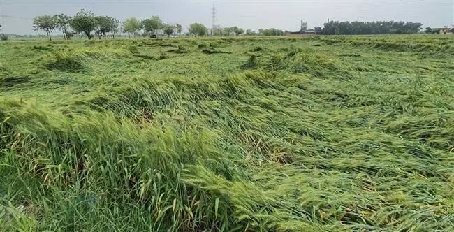 बारिश, तेज हवाओं से गेहूं की फसल को नुकसान