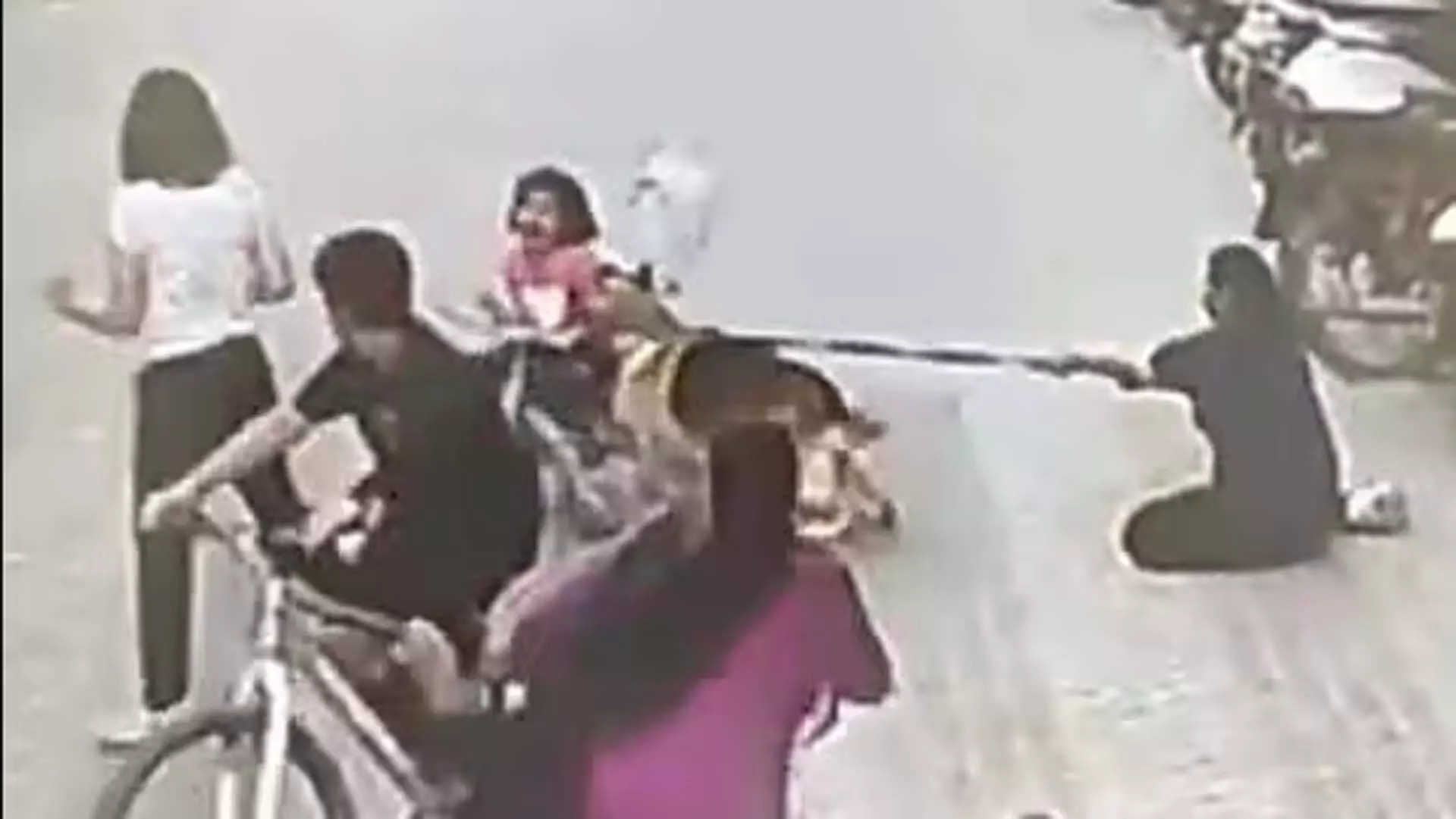 गाजियाबाद की ऊंची इमारत में पालतू कुत्ते ने साइकिल सवार लड़की पर हमला किया