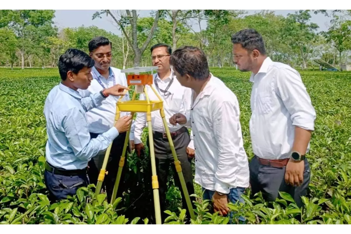 नाबार्ड, इफको किसान ने असम के विभिन्न हिस्सों में छोटे चाय उत्पादकों को समर्थन देने के लिए सहयोग किया