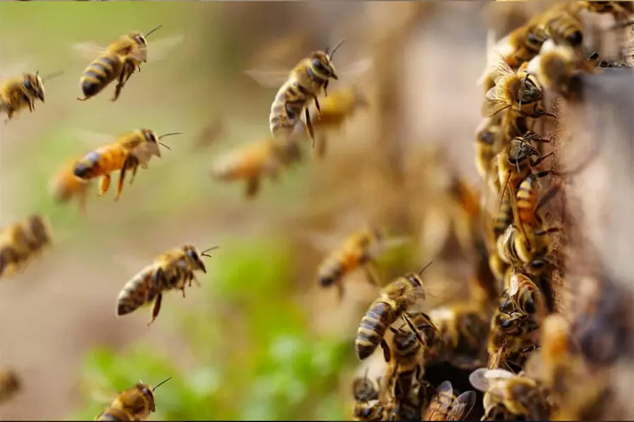 मधुमक्खी पालक ने 60,000 मधुमक्खियों की खोज की