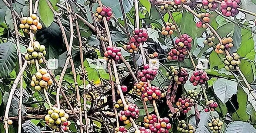 कॉफी की कीमतें आसमान पर, लेकिन किसान जश्न मनाने के मूड में नहीं