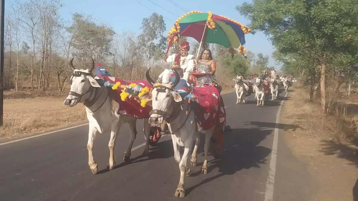 धरमपुर के दूल्हे की अनोखी जिंदगी, सेल्फी लेने के लिए उमड़े लोग, जानें ये आदिवासी परंपरा