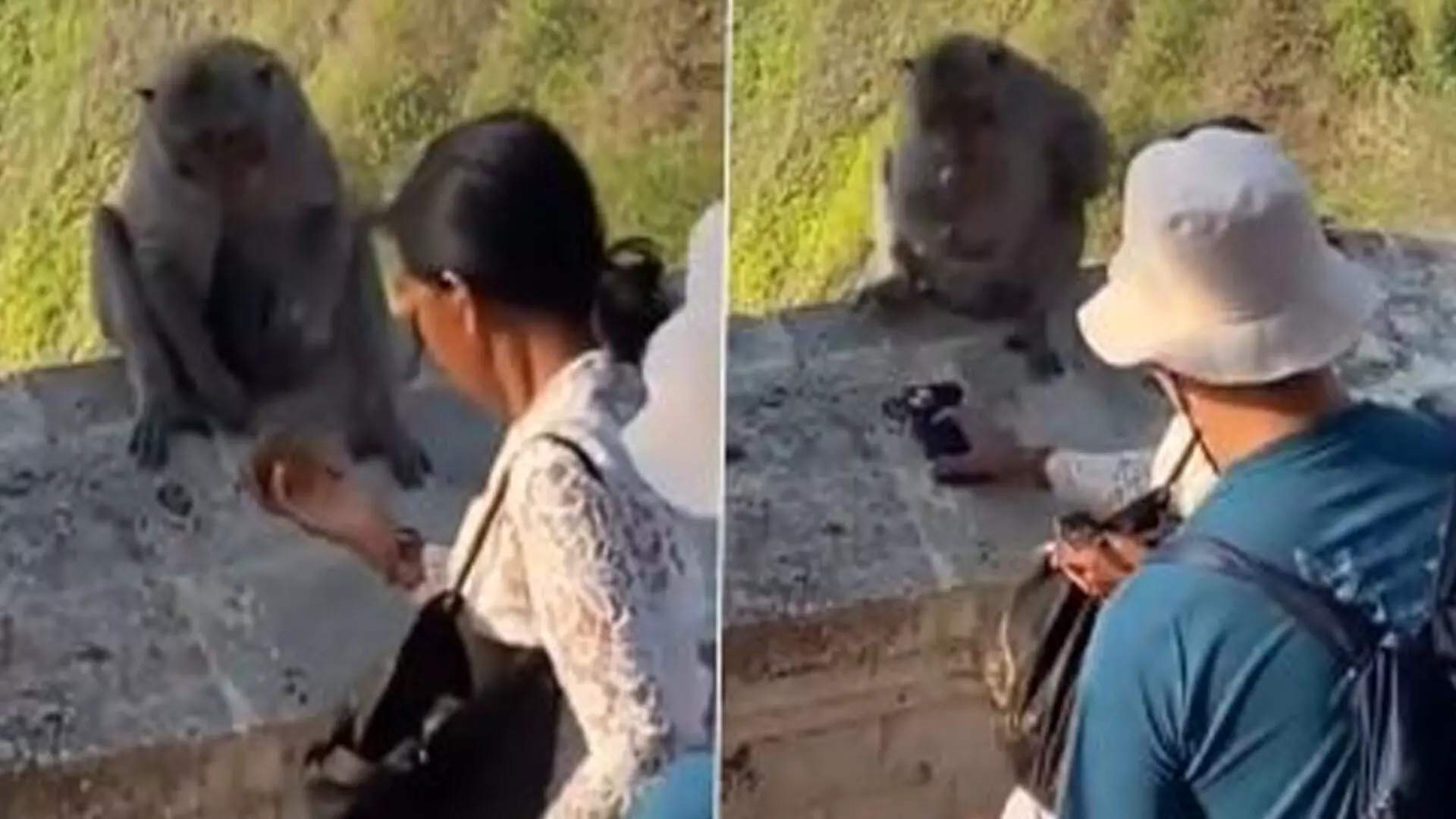 महिला से बंदर ने छीना मोबाइल, फिर इस चीज को लेने के बाद वापस किया फोन