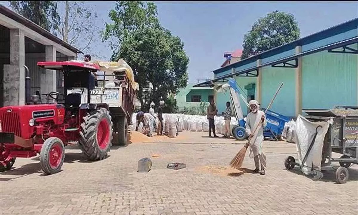 सिरमौर जिले में गेहूं की खरीद पर प्रतिकूल मौसम की मार पड़ रही