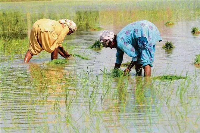 पीएयू के पूर्व छात्रों ने पंजाब सरकार से कहा, धान रोपाई की तारीख टालें, पूसा-44 पर प्रतिबंध लगाएं