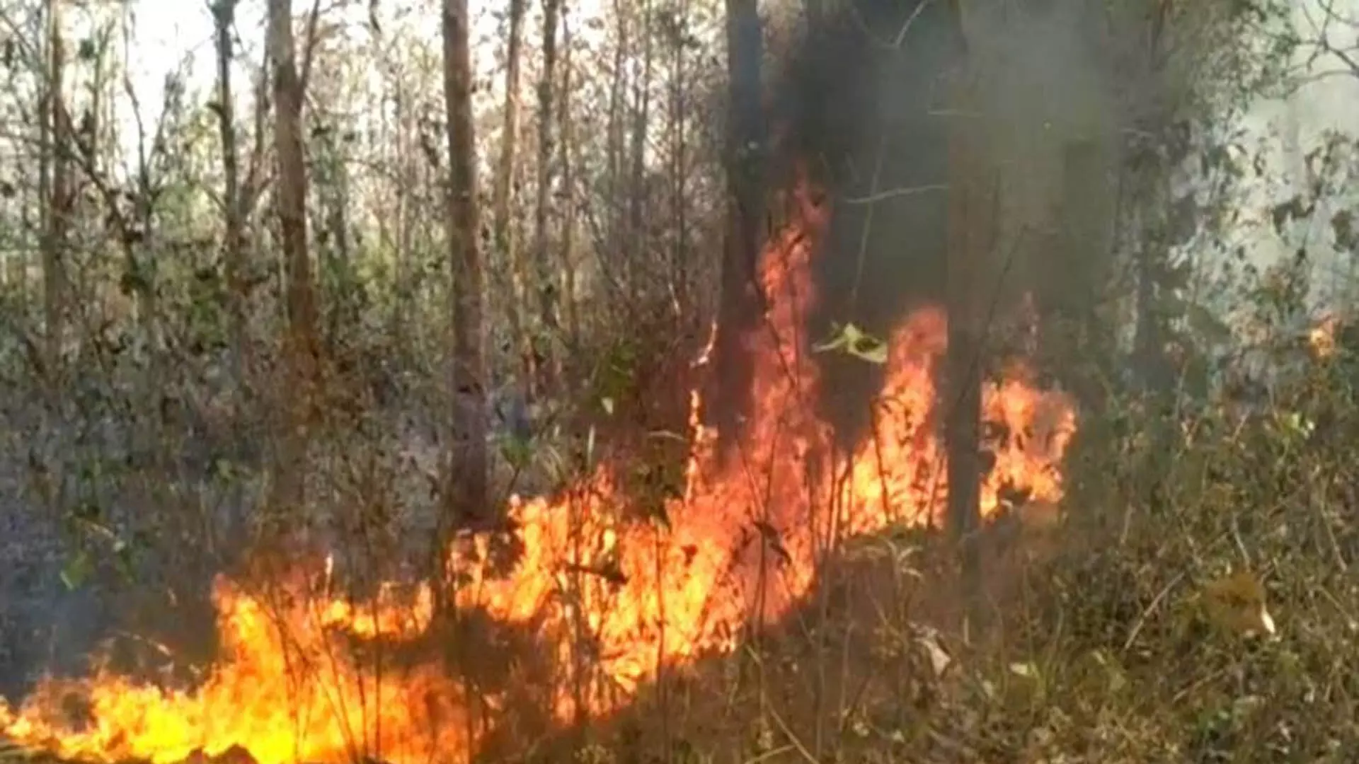 सुंदरगढ़ जिले जंगल के एक हिस्से में आग लग गई