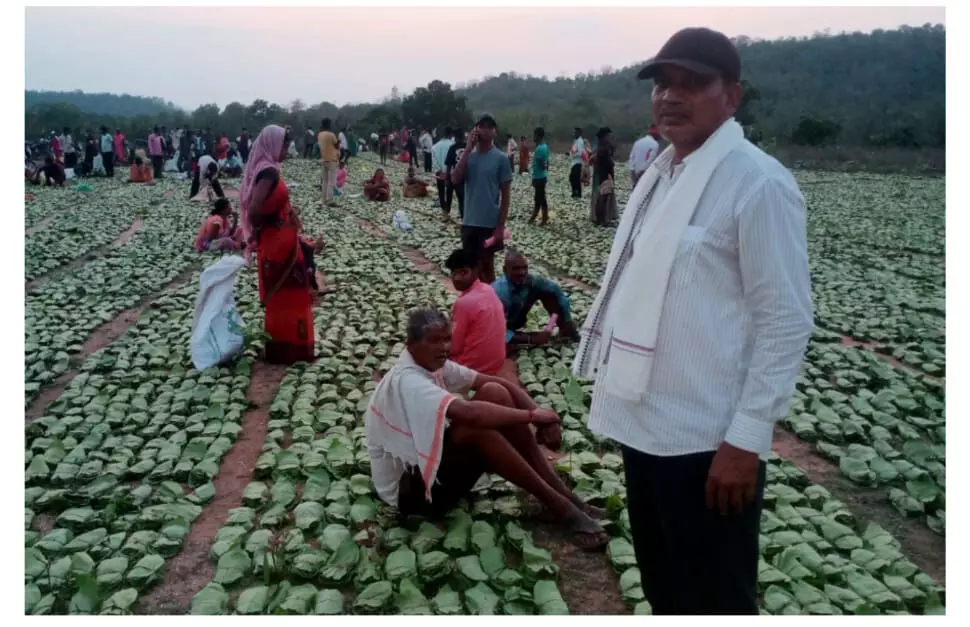 हरे सोने की तोड़ाई शुरू, तेंन्दूपत्ता संग्रहण का कार्य जोरों पर