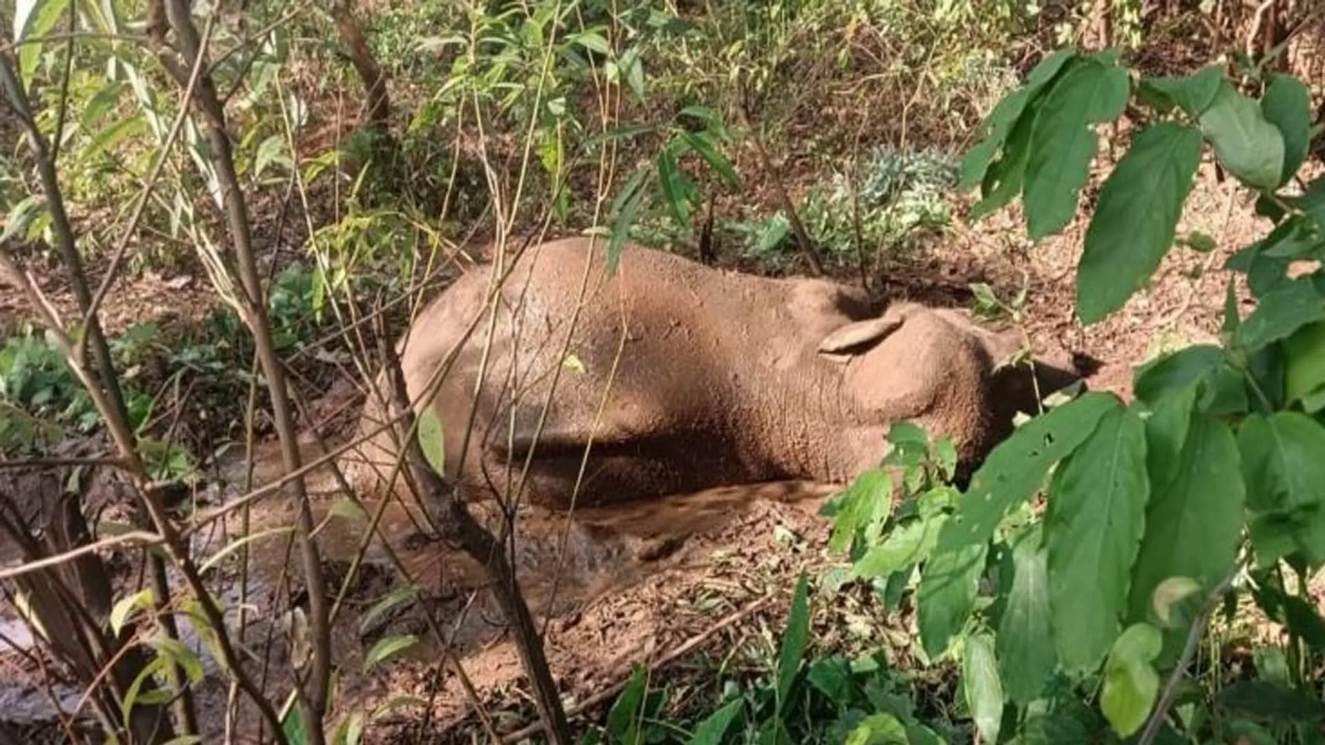 पर्यावरणविदों और वन्यजीव प्रेमियों ने टस्कर की मौत पर चिंता व्यक्त की