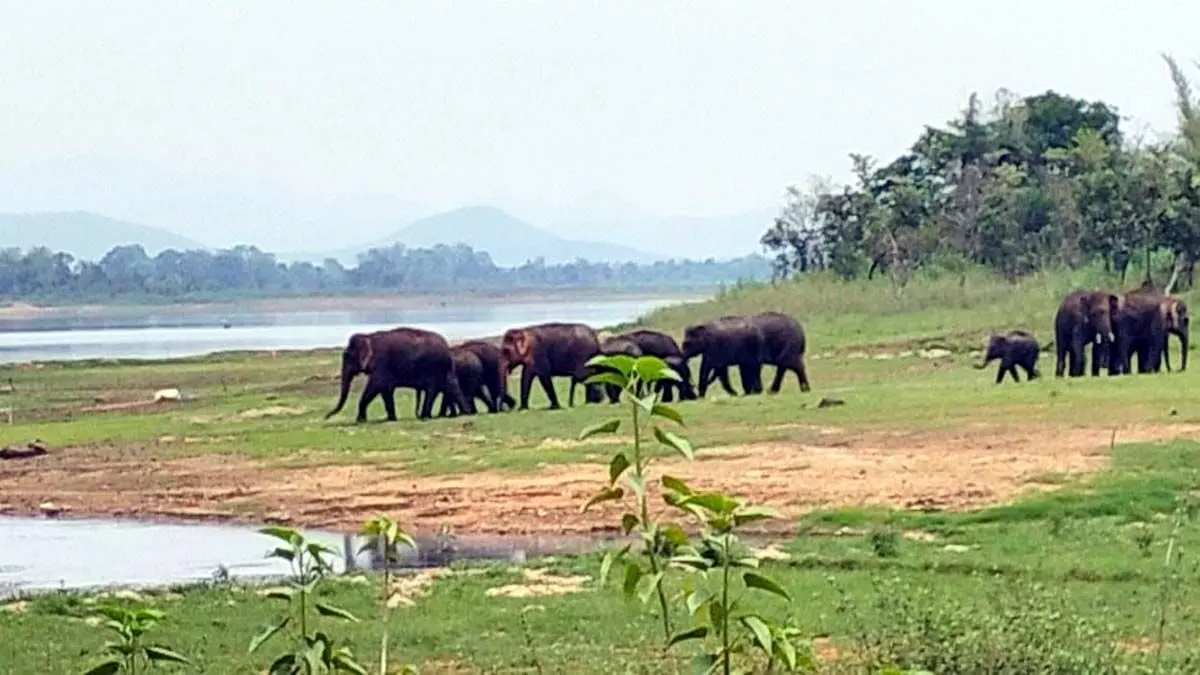 चांडिल में अनुमंडल के अलग-अलग क्षेत्र में पहुंचा हाथियों का झुंड