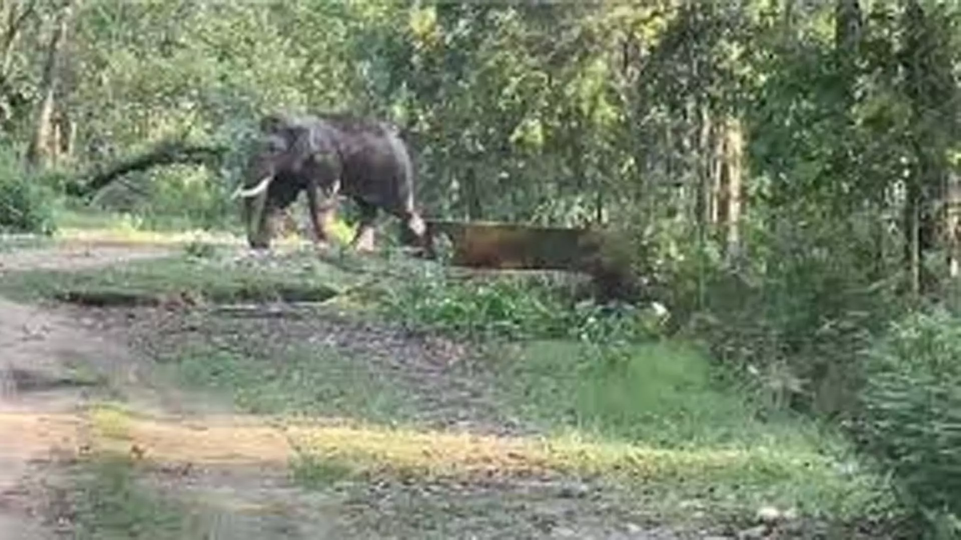 शिवमोग्गा में जंगली हाथी ने 58 वर्षीय व्यक्ति को कुचलकर मार डाला
