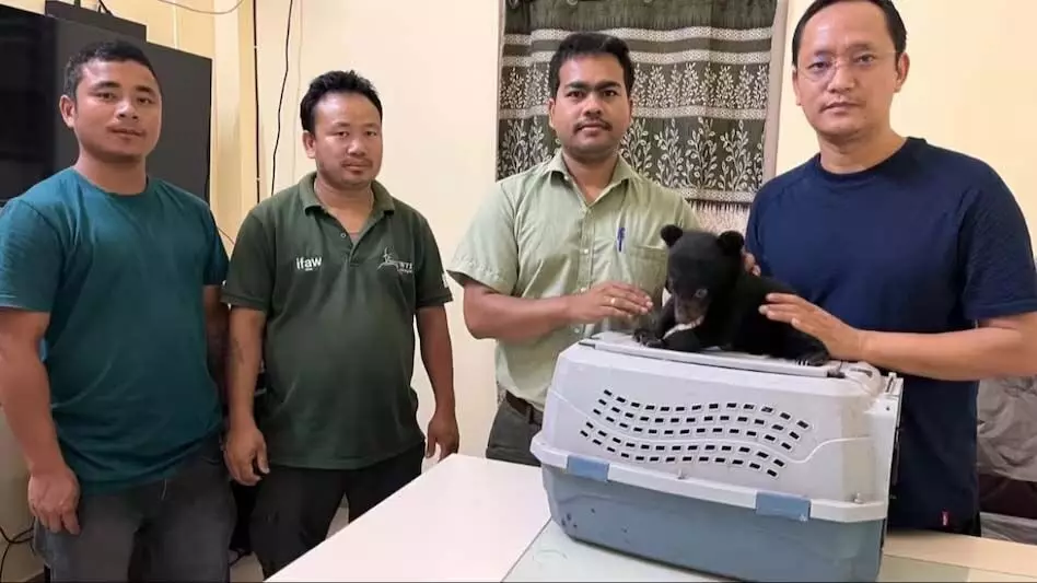 सागली में एक महीने के नर एशियाई काले भालू को बचाया गया