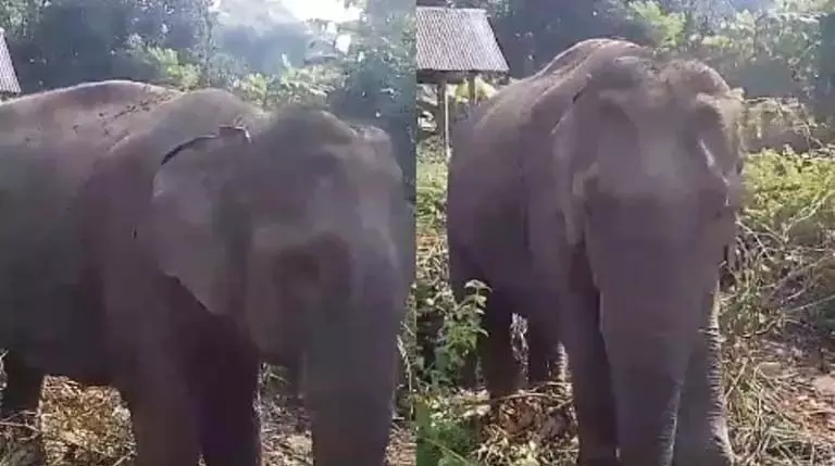 संकटग्रस्त हाथी को चिकित्सा सहायता से वंचित किया गया