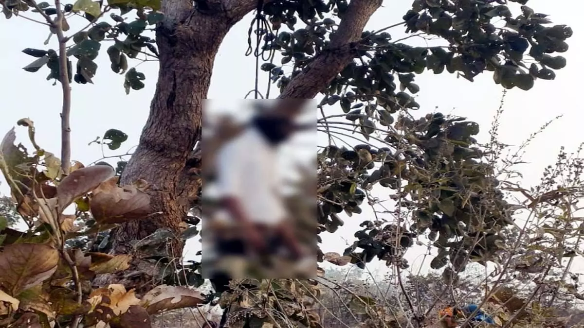 Hisar : पेड़ पर लटका मिला युवक का शव, सुबह परिजनों को मिली मौत की सूचना