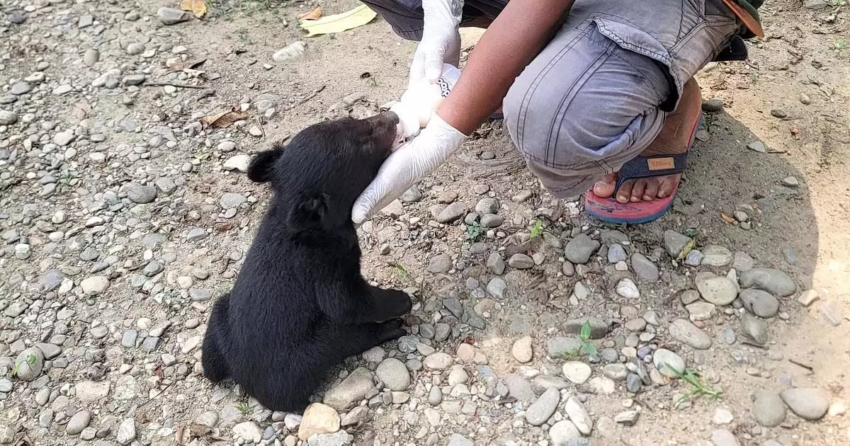 बचाया गया अनाथ भालू शावक अरुणाचल प्रदेश में भालू पुनर्वास और संरक्षण केंद्र (सीबीआरसी) को सौंप दिया गया