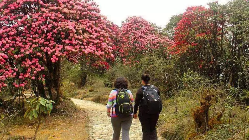 सिक्किम बार्सी रोडोडेंड्रोन अभयारण्य वसंत ऋतु के वंडरलैंड में खिलता