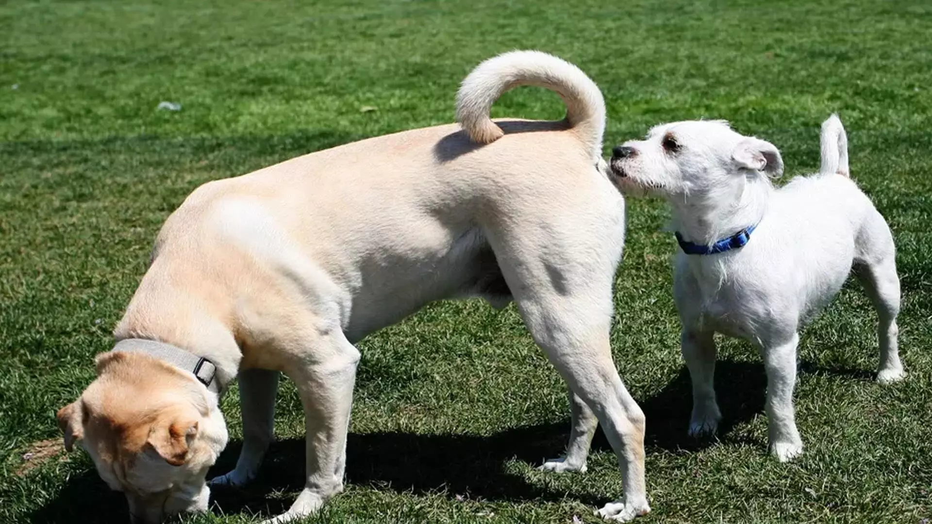 कुत्ते एक दूसरे के नितंबों को क्यों सूँघते हैं?