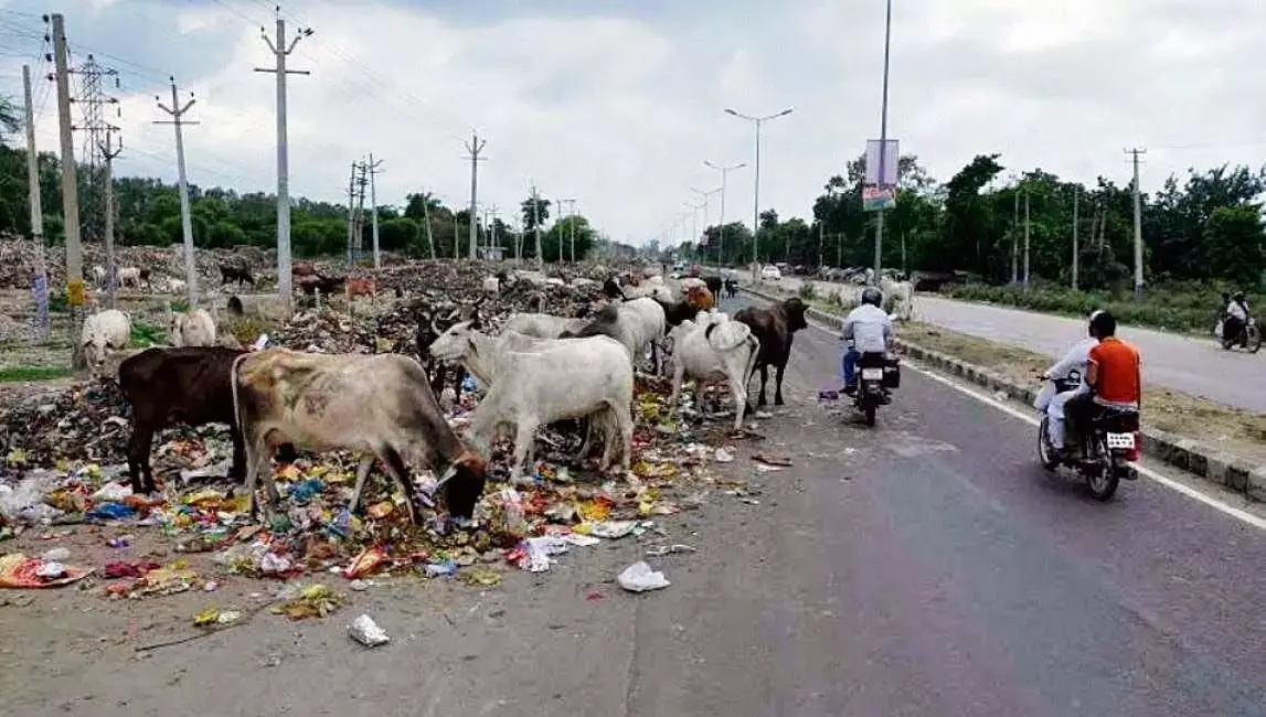 प्रति वर्ष केवल 3% आवारा पशु हटाए गए, फ़रीदाबाद में संकट नियंत्रण से बाहर