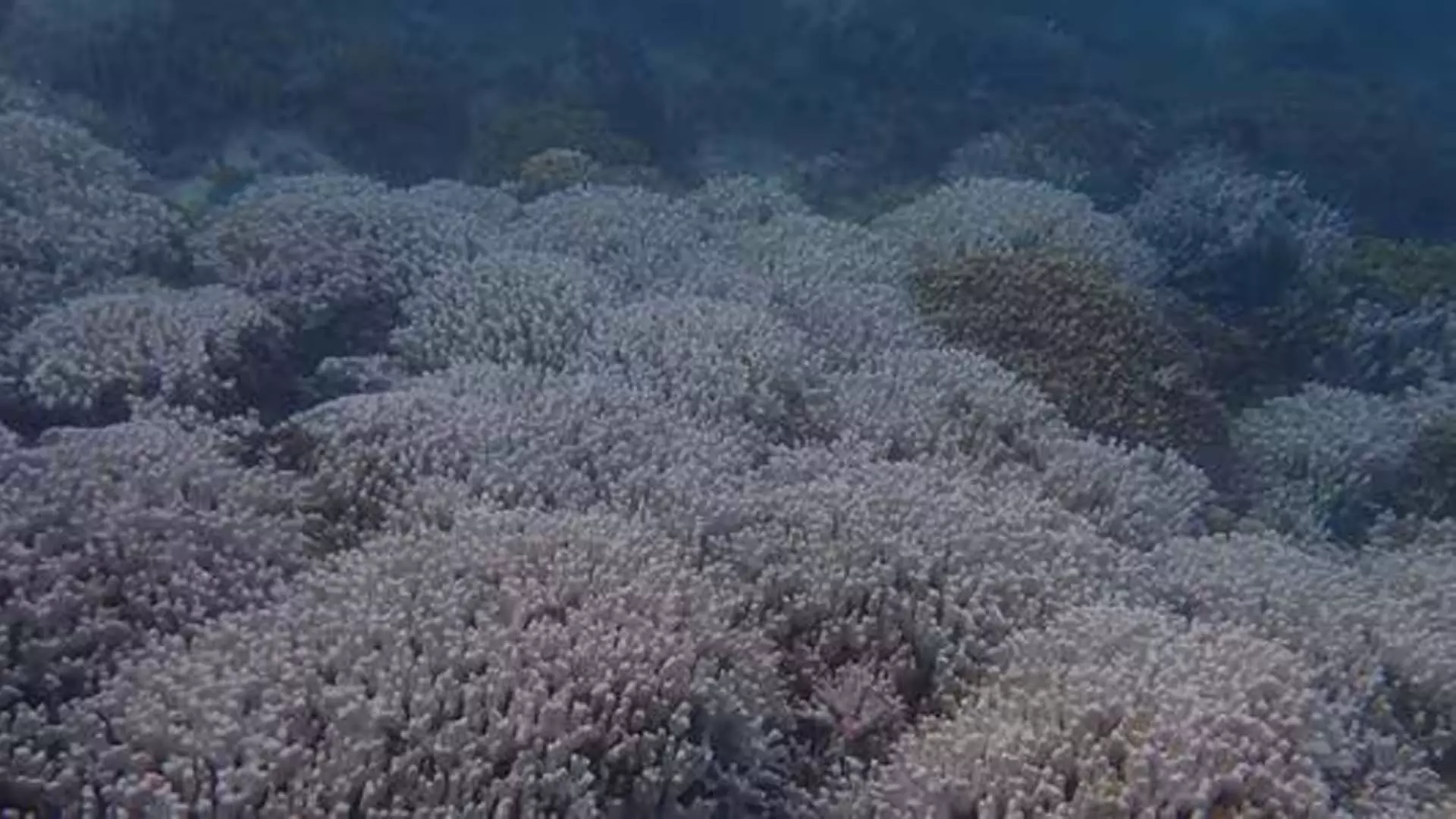 लक्षद्वीप सागर में बड़े पैमाने पर मूंगा विरंजन दर्ज किया गया