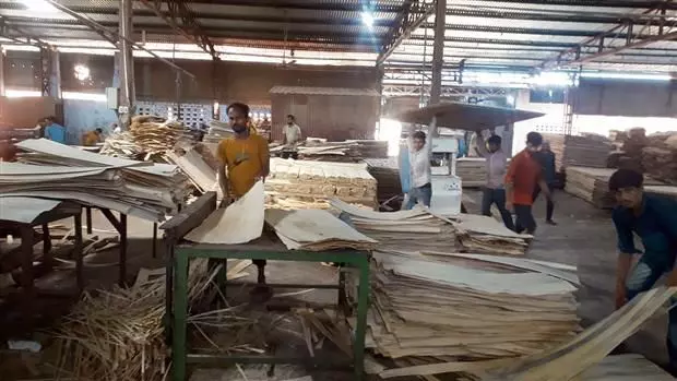 हरियाणा: लकड़ी की कीमत बढ़ने के बाद प्लाईवुड की कीमतें 5% बढ़ीं