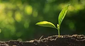 त्रिपुरा वन कवरेज बढ़ाने के लिए 15 लाख पौधे लगाएगा: मंत्री