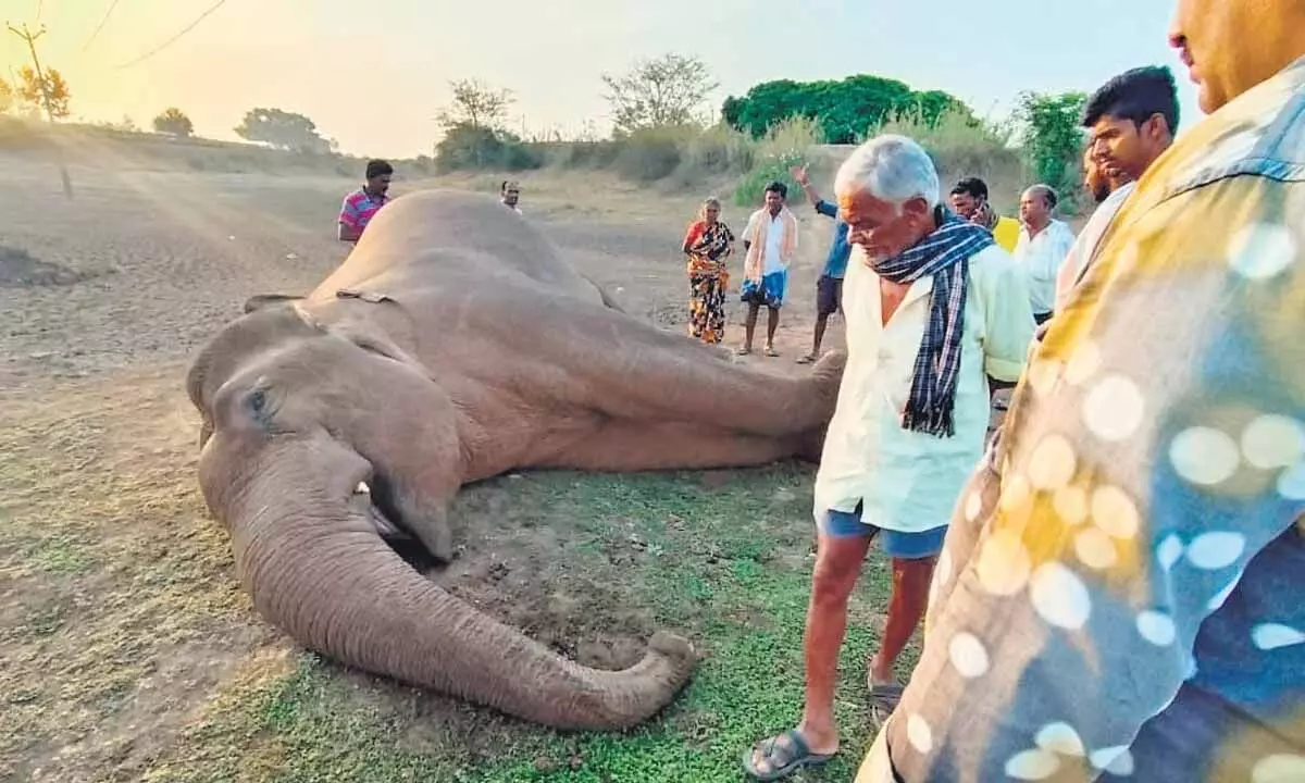 तमिलनाडु में बिजली की लाइन जर्जर होने से करंट लगने से हाथी की मौत