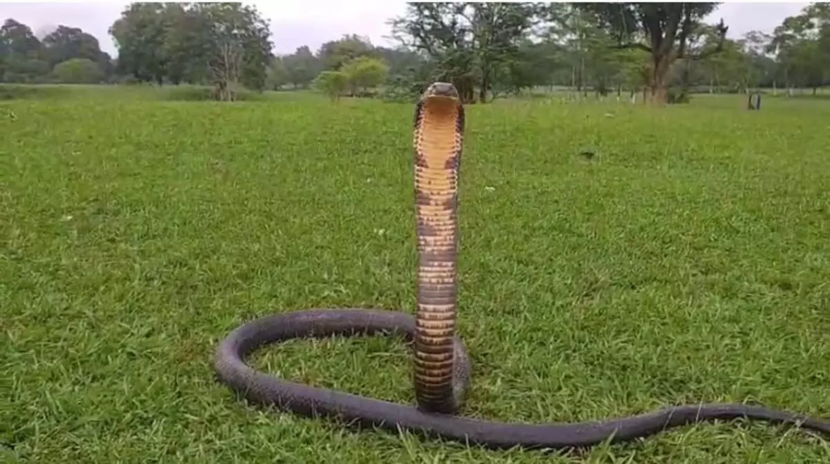 डिगबोई में चाय बागान से विशालकाय कोबरा को बचाया गया
