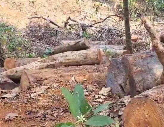 सुगंधगिरी पेड़ कटाई मामला कलपेट्टा फ्लाइंग स्क्वाड रेंज अधिकारी का तबादला