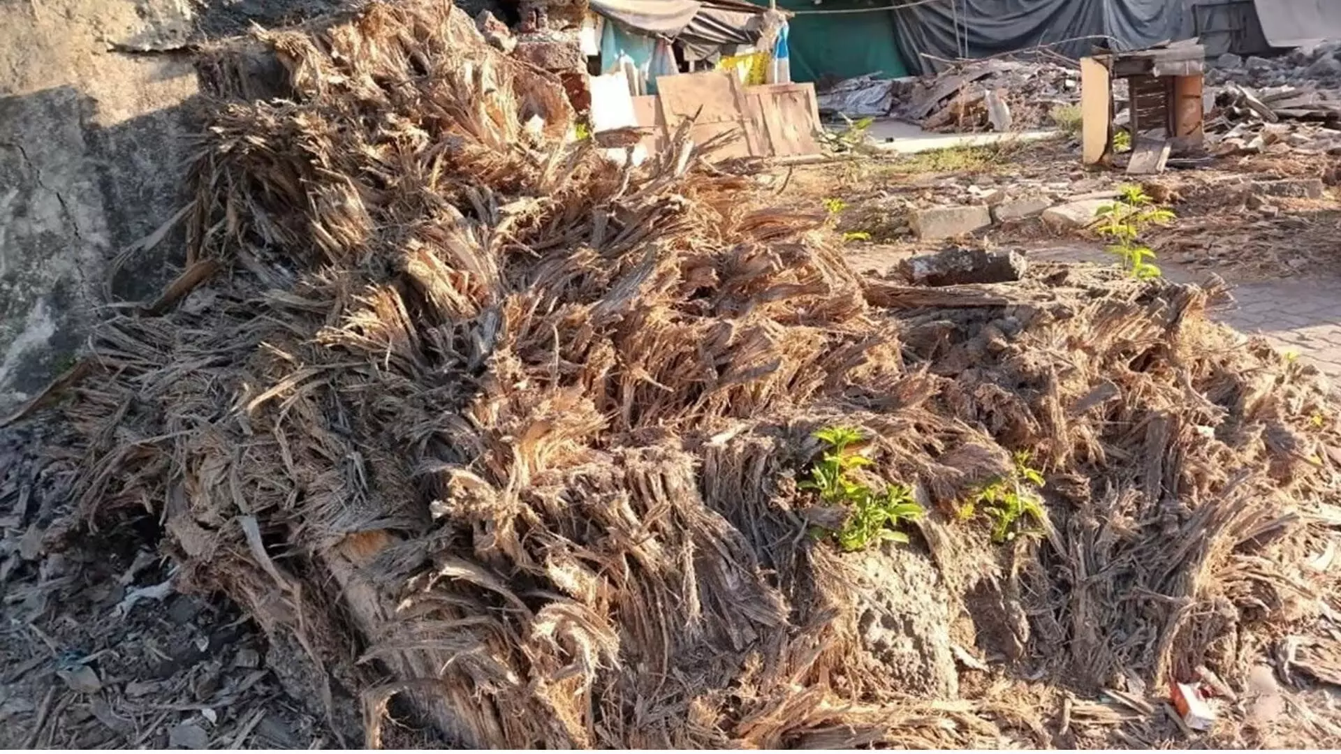 वॉचडॉग फाउंडेशन ने मार्वे रोड में एक और बाओबाब पेड़ की हैकिंग के बारे में सीएम शिंदे को पत्र लिखा