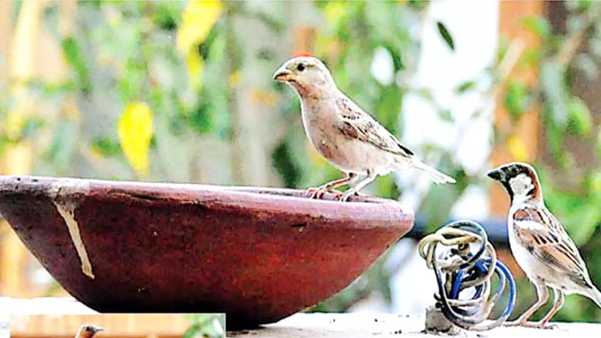 प्रत्येक गांव, कस्बे में पशु-पक्षियों के चारा, दाना-पानी की व्यवस्था किये जाने के निर्देश