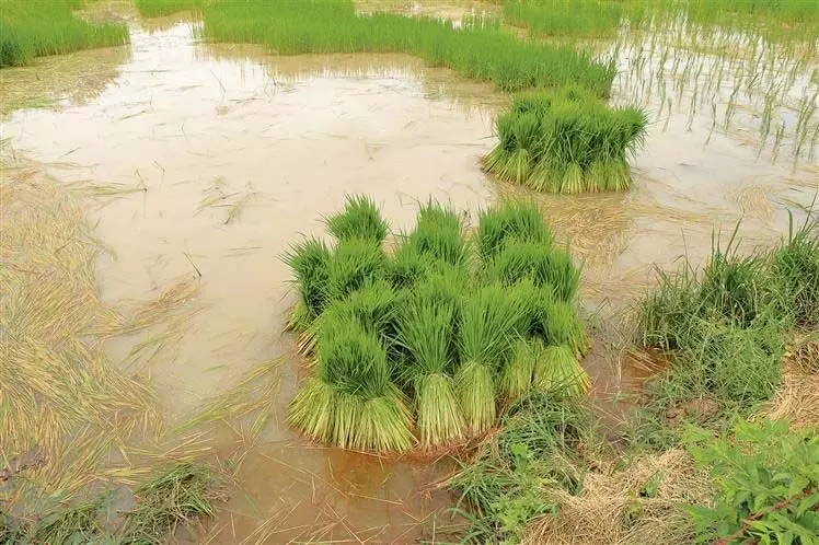 पंजाब कृषि विश्वविद्यालय ने किसानों को बताया कि चावल की किस्म के अनुसार बुआई और रोपाई करें