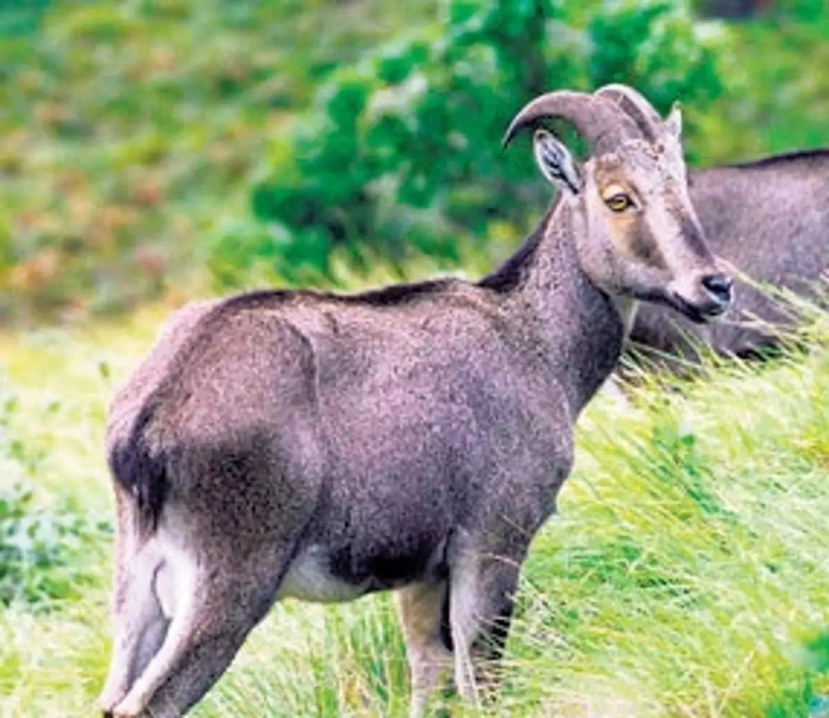 पहली समकालिक जनगणना में मुन्नार वन्यजीव प्रभाग में 827 नीलगिरि तहर दर्ज किए गए