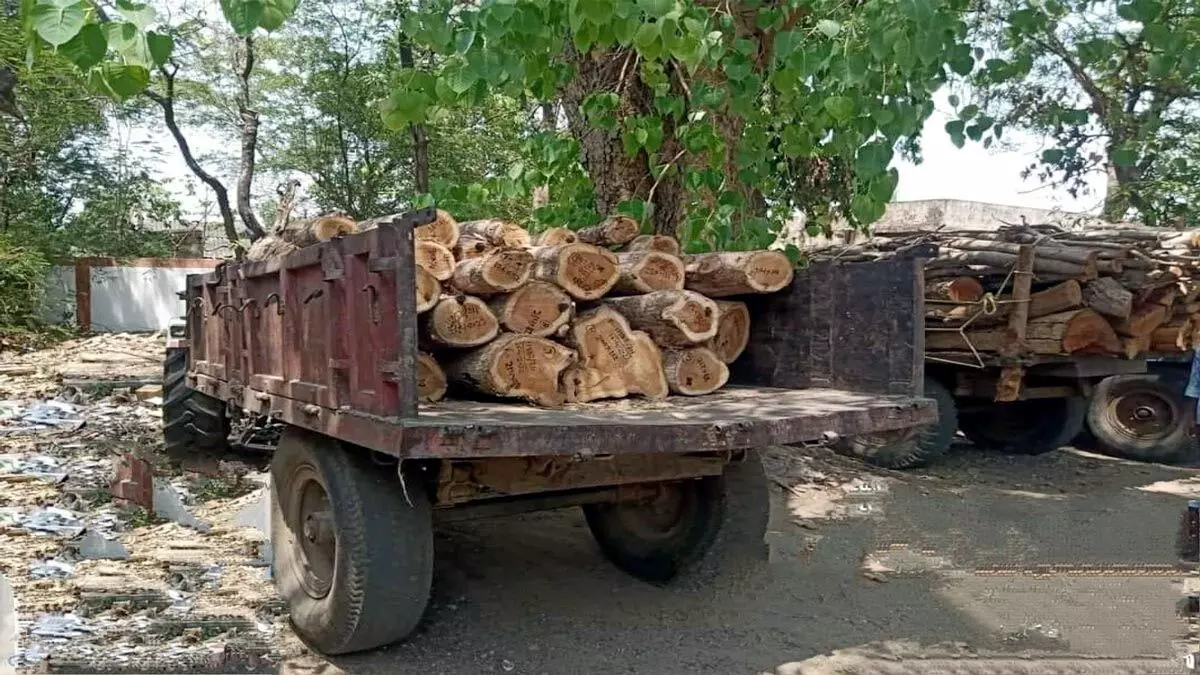 उमरिया में लकड़ी का अवैध परिवहन करते एक ट्रक को जब्त ,वन विभाग की टीम ने की कार्रवाई