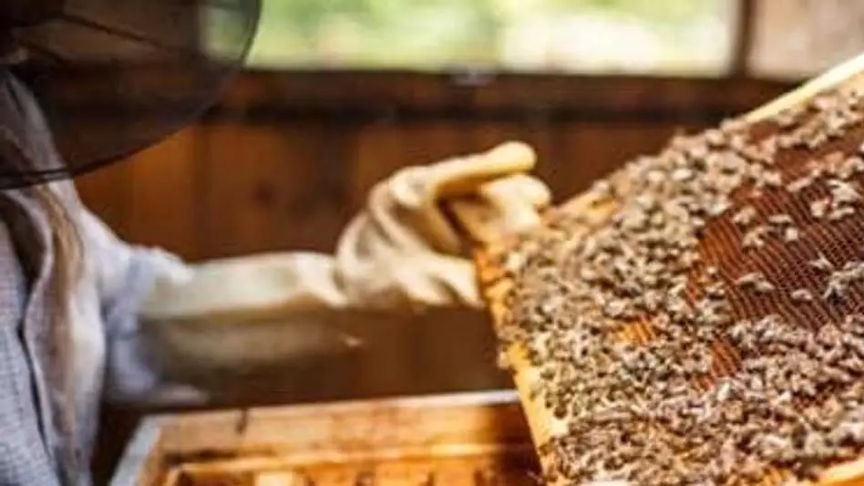 अरुणाचल प्रदेश सीमावर्ती क्षेत्रों में शहद मधुमक्खी पालन को बढ़ावा देने के लिए बोली