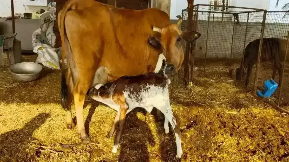 पहली बार भ्रूण स्थानांतरण तकनीक का उपयोग करके भ्रूण स्थानांतरण के माध्यम से एक स्वस्थ बछड़े का जन्म हुआ