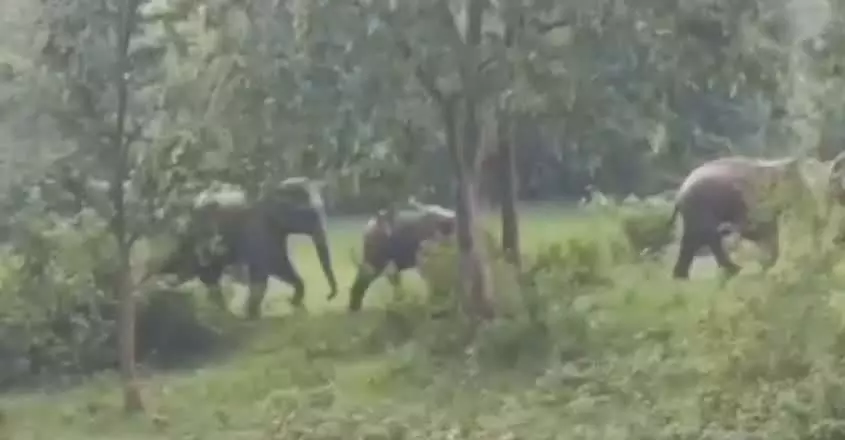 जंगली हाथियों के रिहायशी इलाके में घुसने से तिनसुकिया के जगुन में दहशत का माहौल