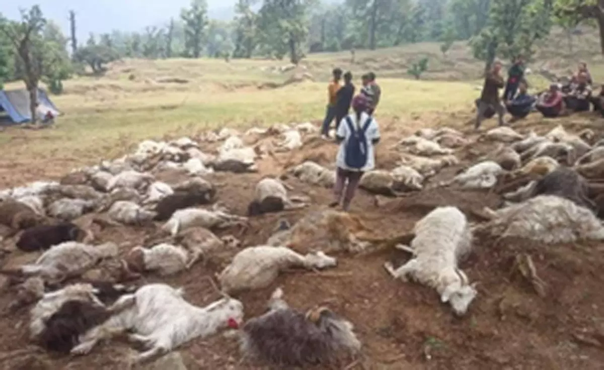 121 भेड़-बकरियों की मौत, गिरी आसमानी बिजली