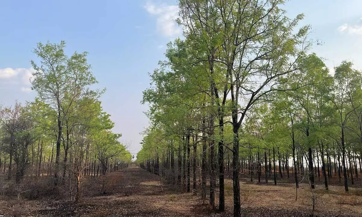 पेरम्बलूर के जंगलों को आक्रामक प्रजातियों से मुक्त करें, अधिक देशी किस्मों के पौधे लगाएं