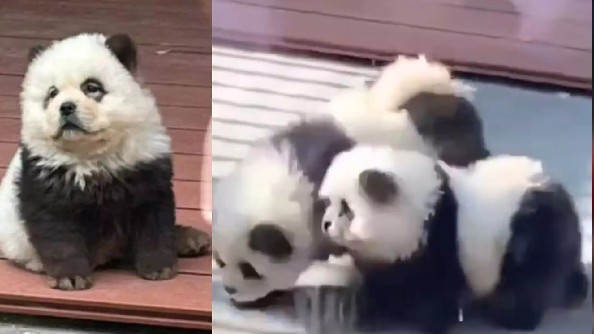 पांडा या चाउ चाउ कुत्ते? चीन के चिड़ियाघर से वायरल वीडियो के पीछे का सच